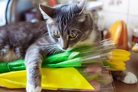 Gray cat with bouquet of tulips. 8 March greeting cardの写真素材