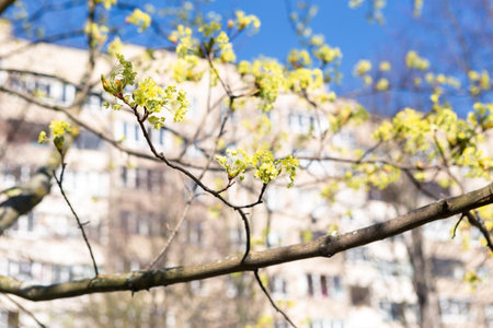Young blooming linden flowers against bright blue sky. Beautiful early spring backgroundの写真素材