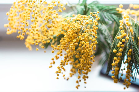 Blooming mimosa branch, close upの写真素材