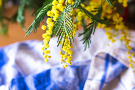 Blooming mimosa branch, close upの写真素材