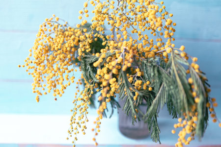 Blooming mimosa branch, close upの写真素材