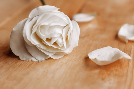 white rose on wooden background, close upの写真素材