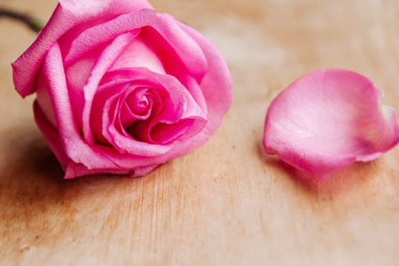 Pink rose on wooden background, close upの写真素材