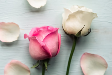 Two roses and petals on wooden background. Valentine's Day background.の写真素材