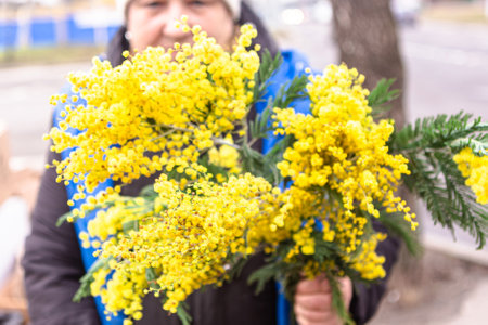 Minsk Belarus - March 8 2019: Woman holds mimosa branches in her hands. 8 March in Belarusのeditorial素材