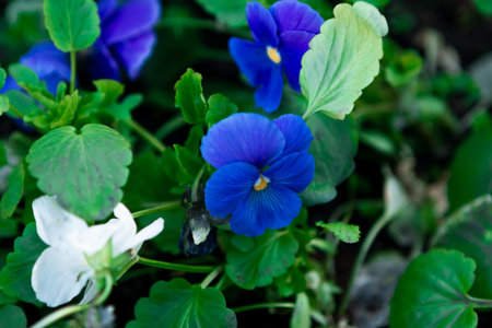 First spring blue flowers in the garden, top view