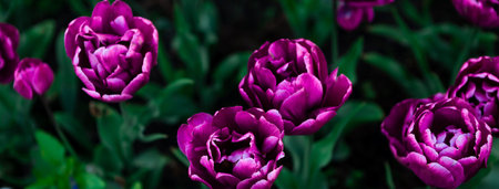 Multicolor flowerbed of tulips spring flowers. Beautiful spring background