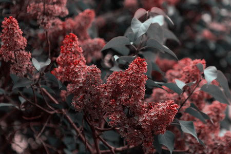 Branch with spring lilac flowers. Blooming spring background. Lilac backgroundの写真素材
