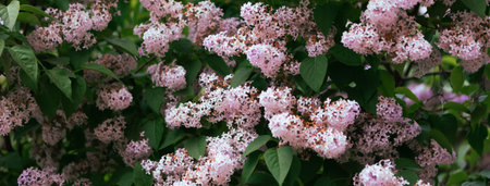 Branch with spring lilac flowers. Blooming spring background. Lilac background