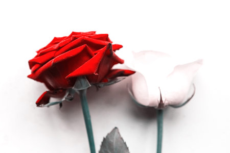 Bouquet of roses on white background, closeup