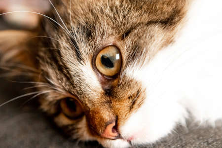 Portrait of little fluffy kitten, close upの写真素材