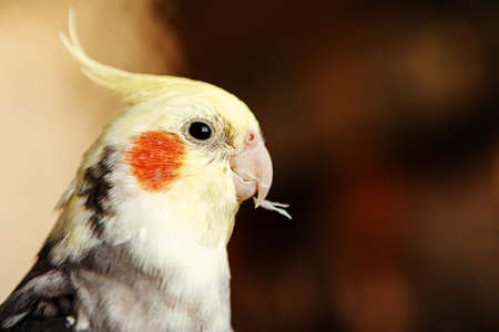 Portrait colorful corella parrot, closeupの写真素材