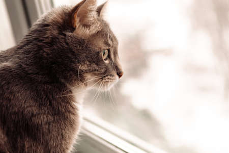 Young gray cat is looking out of the windowの写真素材
