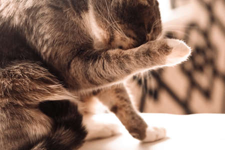 Gray cat hide his face with a paw. Cat feel shameの写真素材