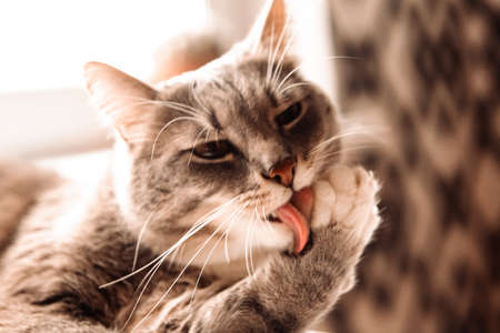 Young gray cat wash his face with paws, close upの写真素材