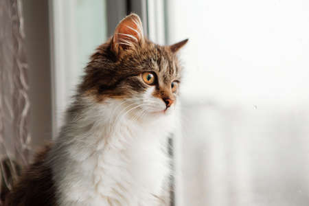 Brown fluffy kitten with white chest is looking out of the windowの写真素材