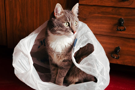 Young gray cat sits in a bag