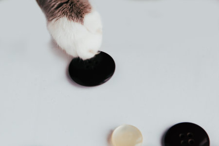 Cat pulls a button off the table with his paw. Kitten plays with buttonsの写真素材
