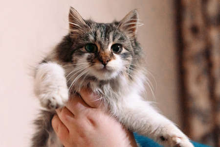 Woman holds a little fluffy brown kitten on the hands. portrait of funny kittenの写真素材