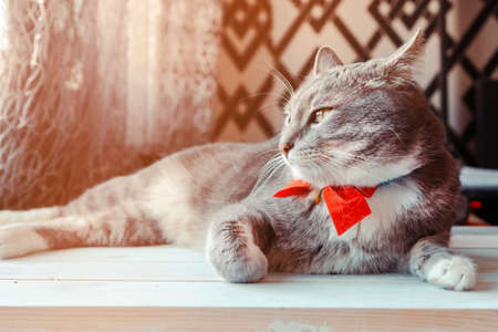 Portrait of young gray cat with bright red bow tie. Festive domestic cat during the holidayの写真素材