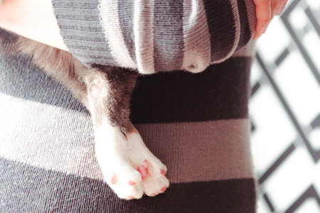 Close up photo of cat's white paws with pink pads. Woman hold a stripped gray kitten on her arms.の写真素材