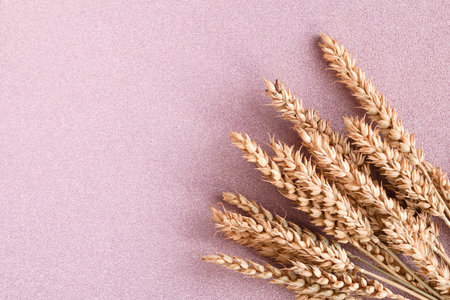 Bunch of wheat ears on color glitter background. Agriculture concept in minimalist style. Copy space for the textの写真素材