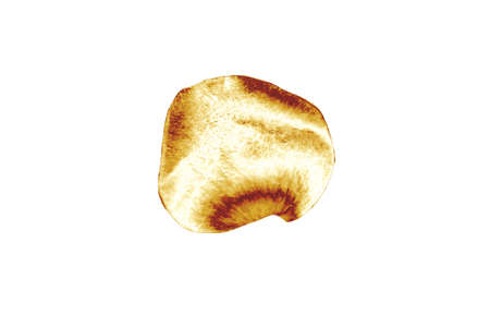 Golden rose petal isolated on whiteの写真素材