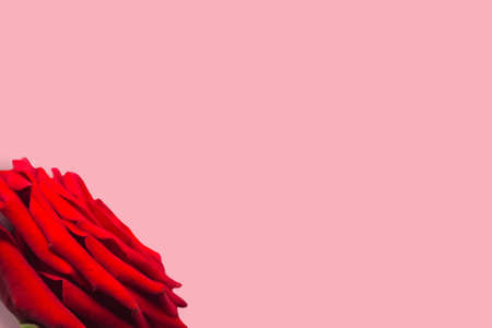 Fresh red rose isolated on pink background. Greeting card in minimalistic concept. Copy space for the text. Template for designerの写真素材