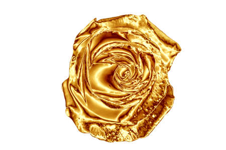 Golden rose isolated on white. Beautiful gold blooming flower on white backgroundの写真素材