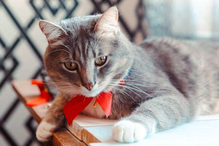 Portrait of young gray cat with bright red bow tie. Festive domestic cat during the holidayの写真素材