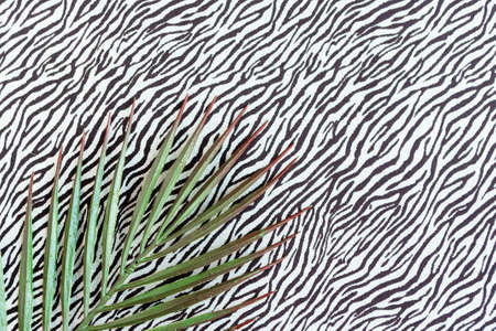 Palm leaf branch on black and white zebra background. minimal concept. Copy space for the textの写真素材