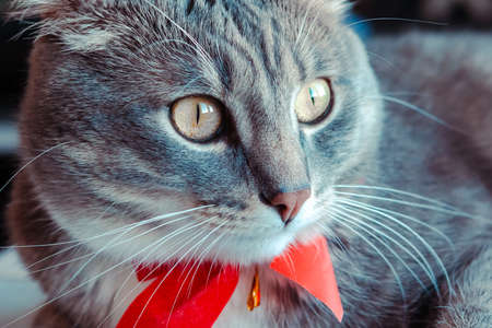 Portrait of young gray cat with bright red bow tie. Festive domestic cat during the holidayの写真素材
