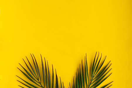 Palm tree branches on bright yellow background. minimal concept. copy spaceの写真素材