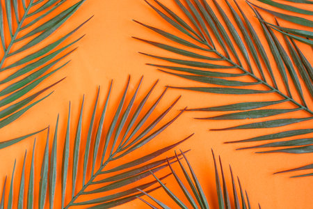 Tropical palm tree leaf pattern on bright orange background. Copy space for the text. Minimal conceptの写真素材