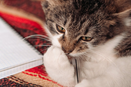 Kitten playing with a pen. Funny cat diary conceptの写真素材