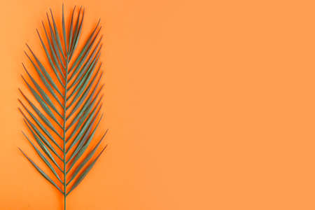 Green palm leaf isolated on bright orange background. minimal concept. Copy space for the textの写真素材