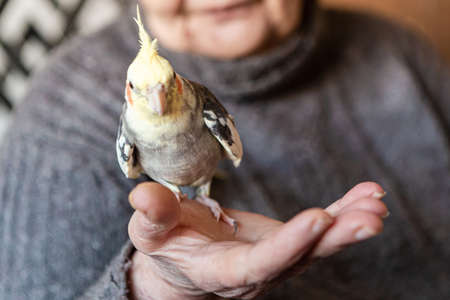 Woman holds a cockatiel parrot on her hand, close upの写真素材