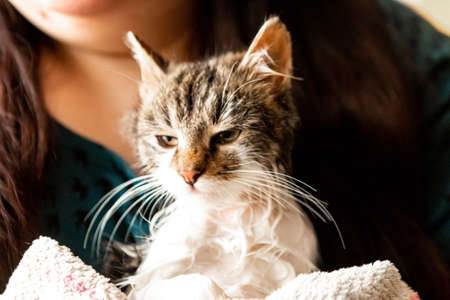 Portrait of wet kitten after shower, close upの写真素材