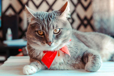 Portrait of young gray cat with bright red bow tie. Festive domestic cat during the holidayの写真素材