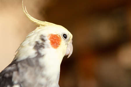 Portrait of cockatiel parrot. Close up photo of corella parrotの写真素材