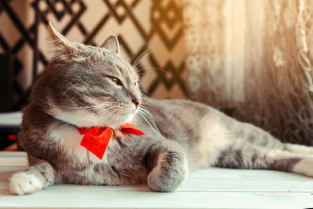Portrait of young gray cat with bright red bow tie. Festive domestic cat during the holidayの写真素材