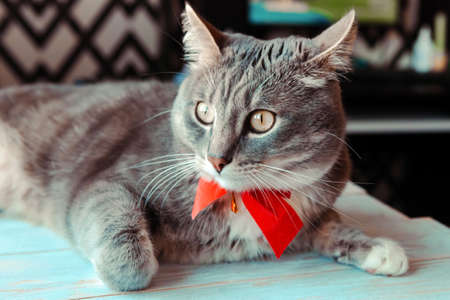 Portrait of young gray cat with bright red bow tie. Festive domestic cat during the holidayの写真素材
