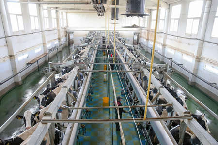 Minsk Belarus - February 9 2021: Milk cows on the farm. View from aboveのeditorial素材
