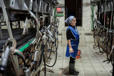 Minsk Belarus - February 9, 2021: milkmaid on the farm. Cow farm for milk productionのeditorial素材
