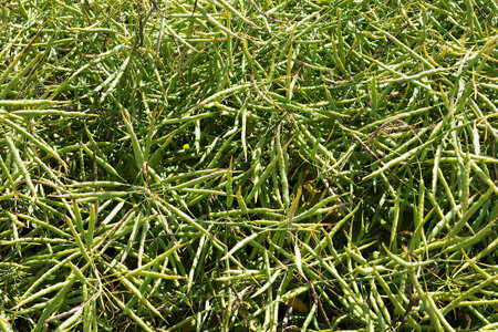 Green grass background texture. Template for designer