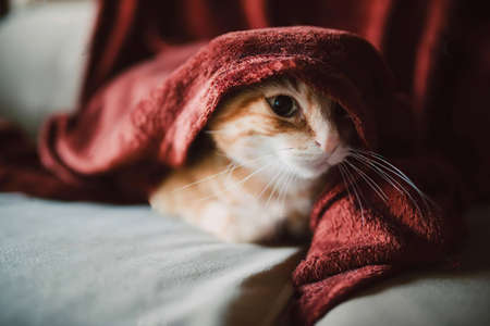 Portrait of young cat under the blanketの写真素材