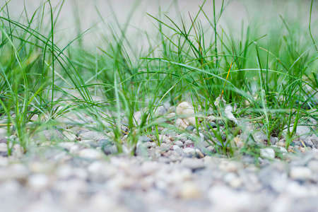 Sea weed at the banks of Rhine Riverの写真素材