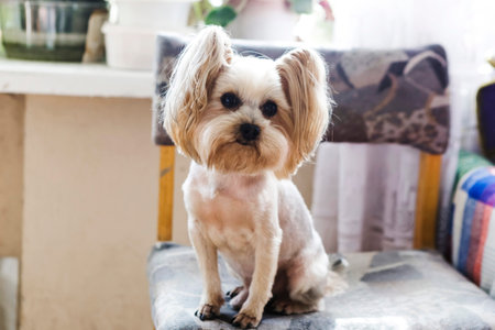 Close up portrait of Yorkshire Terrier dog in home interiorの写真素材
