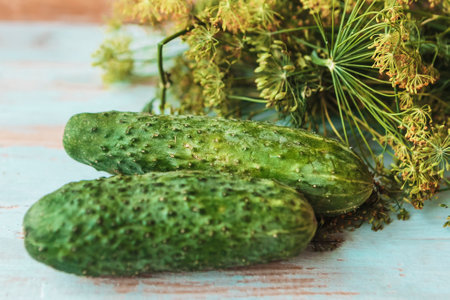 Fresh dill bunch and cucumbers on wooden backgroundの写真素材
