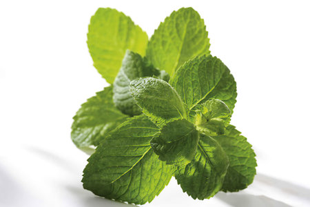 Pineapple Mint, mentha suaveolensの写真素材